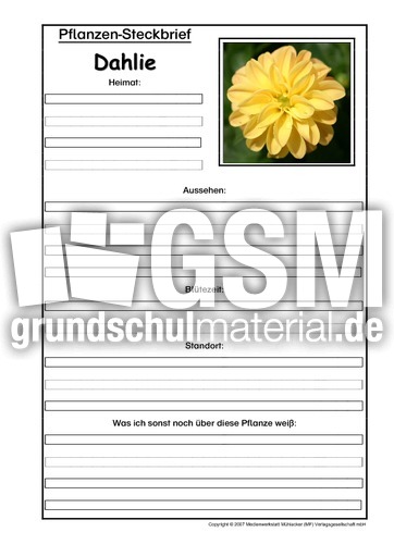 Pflanzensteckbrief-Dahlie.pdf